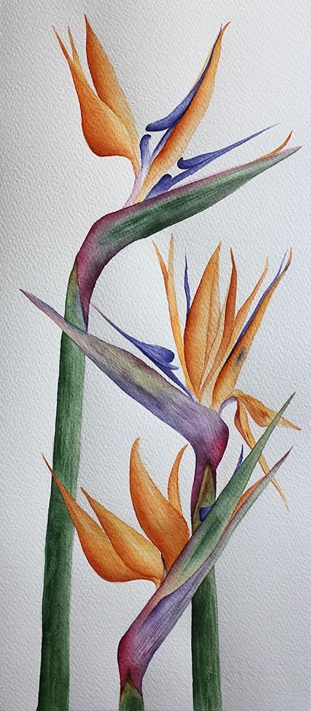 Bird Of Paradise Watercolor, Paradise Painting, Paradise Flowers, Watercolor Flower Art, Watercolor Art Lessons, Botanical Watercolor, Bird Of Paradise, Color Pencil Art, Flower Art Painting