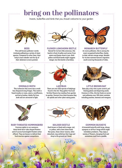 Best types of plants for a pollinator garden Front Yard Pollinator Garden, Pollinator Garden Layout, Best Pollinator Flowers, Flowers For Pollinators, Pollination Diagram, Pnw Pollinator Garden, How To Attract Pollinators To Your Garden, Money Centers, Pollinator Garden Design