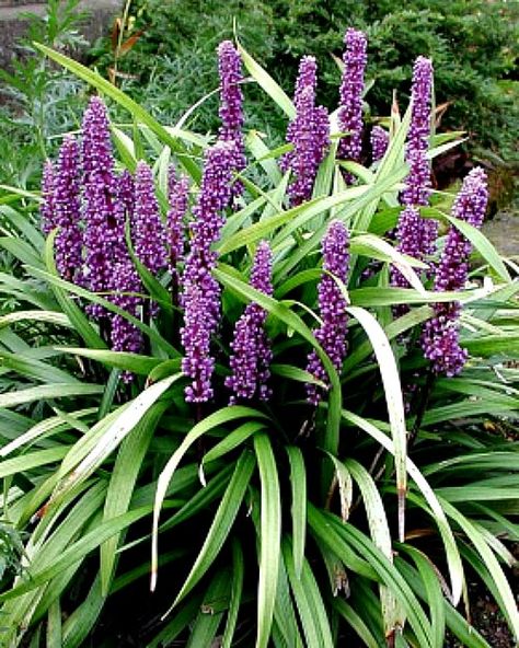 GardenMyths was asked by Formostco Inc to trial one of their new plants, Liriope ‘Super Blue’. They wanted to know if it was hardy in zone 5. Ground Cover Full Sun, Blue Liriope, Pool Flowers, Landscaping With Flowers, Beach Landscaping, Cottage Landscaping, Side Yard Ideas, Lily Turf, Liriope Muscari