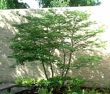 Cornus alternifolia Pagoda Dogwood, Garden Perennials, Pagoda Garden, Chicago Botanic Garden, Flowering Tree, Ornamental Trees, Summer Projects, Garden Trees, Modern Landscaping