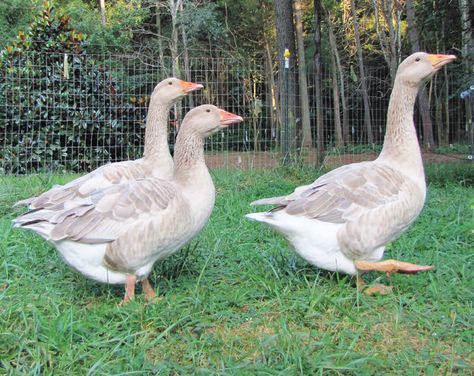 As our family farm continues to grow, we thought that perhaps adding geese to our property would be a boon for our holiday festivities. We started slowly with only three goslings and chose American Buff geese based on its reputation for being an amicable bird. Vacation Dinners, Sebastopol Geese, Geese Breeds, Homesteading Animals, Holiday Birds, Poultry Feed, Fawn Colour, Backyard Poultry, Canadian Goose