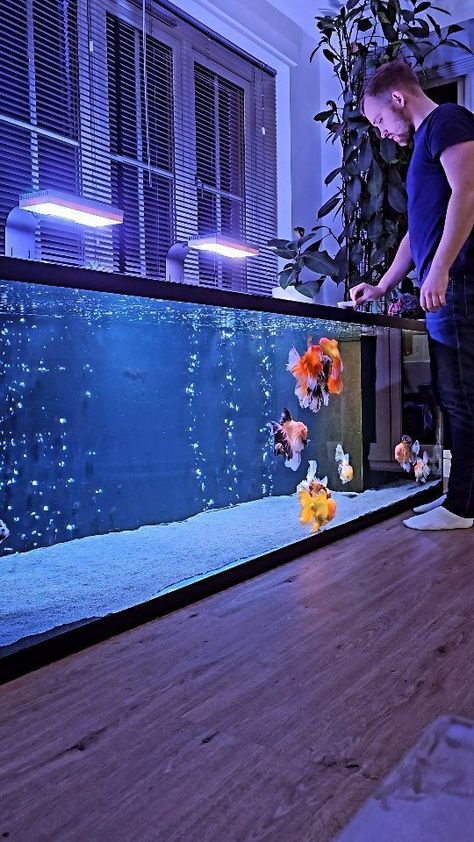 All Posts • Instagram Oranda Goldfish, Goldfish Aquarium, Goldfish Tank, Goldfish Pond, Undersea World, On The Menu, The Menu, Goldfish, Fish Tank