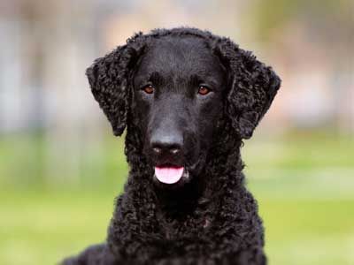 Dandie Dinmont Terrier, Irish Water Spaniel, Curly Coated Retriever, Norwich Terrier, Group Of Dogs, Most Popular Dog Breeds, Labrador Retrievers, Rhodesian Ridgeback, Water Dog