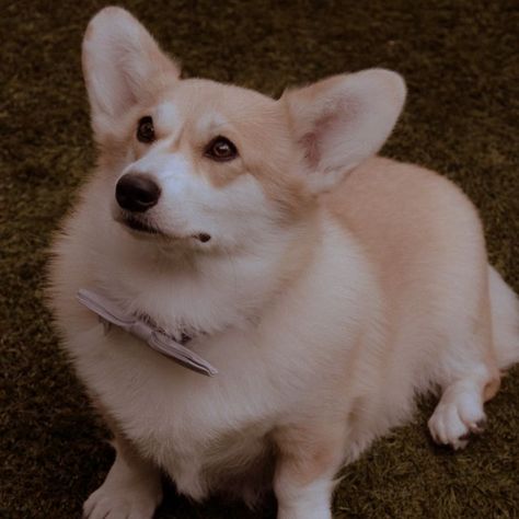 Brooklyn 99, Dog Icon, Brooklyn Nine Nine, Serie Tv, Cheddar, Best Dogs, Movies And Tv Shows, Movie Tv, Brooklyn