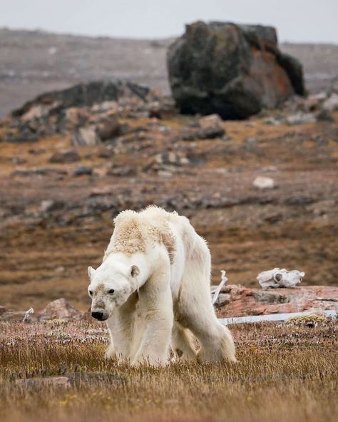 Nature 🌍 on Instagram: “1 million animal and plant species are now threatened with extinction, many within decades, more than ever before in human history. The…” Species Extinction, Amazon Forest, Wild Baby, Earth Photos, Ocean Conservation, Human History, Amazon Rainforest, Forest Fire, Plant Species