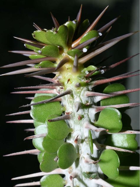 Alluaudia ascendens is a spiky succulent tree, up to 40 feet (12 m) tall... #alluaudia #succulentopedia #succulents #CactiAndSucculents #WorldOfSucculents #SucculentLove #succulent #SucculentPlant #SucculentPlants #succulentmania #SucculentLover #SucculentObsession #SucculentCollection #plant #plants #SucculentGarden #garden #desertplants #nature Spiky Plants, Sacculant Plants, Aloe Hybrid Plants, Spiky Succulent Plant, Plectranthus Argentatus, Succulent Tree, Garden Plant Stand, Cactus Planta, Garden Flower Beds