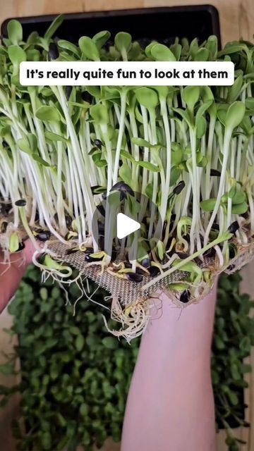 Microgreens • Education • Gardening on Instagram: "✨️ Part 3) 🌱 10 days of total grow time from seeding and our Sunflower Microgreens were harvested! 😊😊 Both the Silicone Reusable Grow Medium and Stainless-Steel Reusable Grow Medium performed very well, and we had a total combined harvest weight of just over 550 grams of fresh organic Sunflower Microgreens 120 grams of seed 🌻 🌻 🌻 ✨️✨️ Once both were harvested, all we had left to do was remove the stems & root mats, compost them, and then wash and sanitize our Mediums to be used again! ✨️✨️ 🌱🌻 These Sunflower Microgreens paired perfectly with our Peanut Butter Overnight Oats with Wild Blueberries! 🫐 🫐 🫐 🔥 Mediums & Trays are available on our website www.onthegrow.net (link in bio) #microgreens #sprouts #growwhatyoueat #indoorfar Sunflower Sprouts, Corn Microgreens, Sprouting Sunflower Seeds, Sprout Sunflower Seeds, Sunflower Seed Harvesting, Microgreens Vs Sprouts, Sunflower Microgreens, Selling Microgreens, Types Of Microgreens