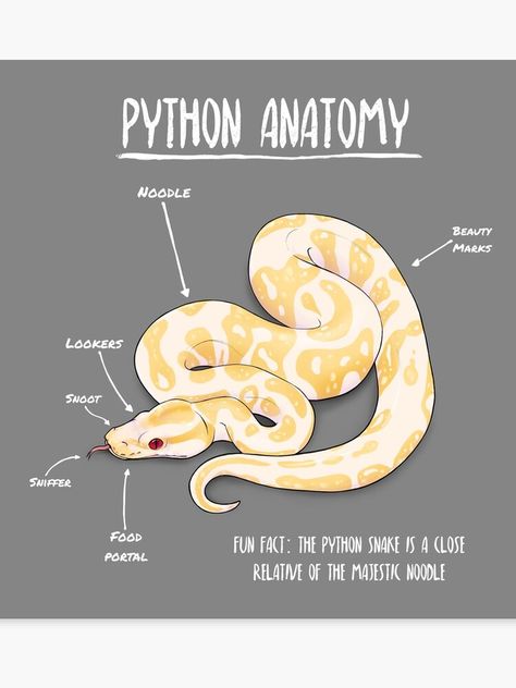 Python Drawing Snakes, Python Sketch, Snake Drawing Mouth Open, Albino Python, Albino Snake Ball Python, Snake Anatomy Drawing, Ball Python Drawing Reference, Snake Anatomy, Albino Burmese Python