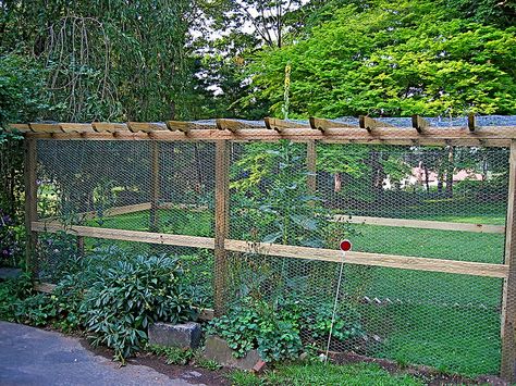 Berry Cage, Fruit Cages, Backyard Lights, Fruit Cage, Garden Fences, Garden Pergola, Small Vegetable Gardens, Blueberry Bushes, Backyard Vegetable Gardens