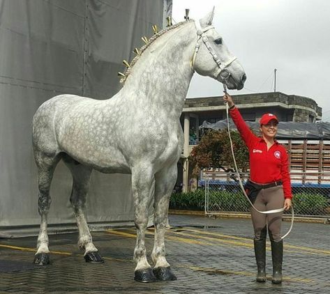 Percheron, I can't believe how big this Baby is!! Draft Horse Breeds, Percheron Horses, Big Horses, Most Beautiful Horses, Majestic Horse, All The Pretty Horses, Horse Crazy, Draft Horses, White Horses