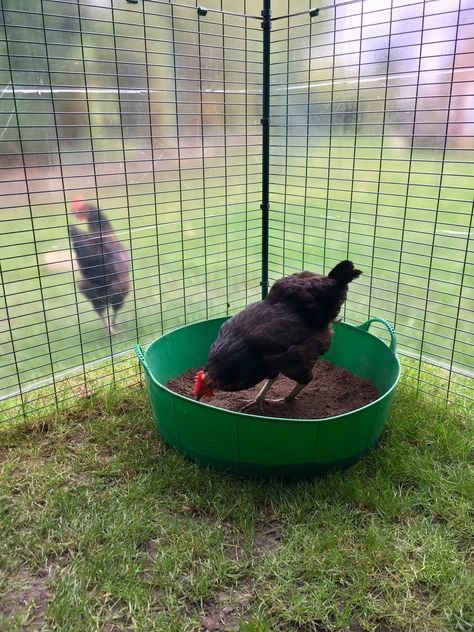 Dust baths are highly beneficial to chickens for physical and mental reasons, so as a chicken keeper it's good to know how to set one up. Dust Bath Container Ideas, Chicken Dust Bath With Roof, Covered Chicken Dust Bath, Covered Dust Bath For Chickens, Winter Dust Bath For Chickens, Best Dust Bath For Chickens, How To Make A Dust Bath For Chickens, Chicken Dust Bath Ideas, Chicken Bath Dust