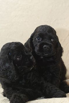 American Cocker Spaniel Puppies, Black Cocker Spaniel, American Cocker Spaniel, Cocker Spaniel Puppies, Cocker Spaniel Dog, Cocker Spaniels, Spaniel Puppies, Spaniel Dog, Black American