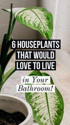 houseplants for your bathroom نباتات منزلية, Garden Plan, Inside Plants, Best Indoor Plants, Garden Types, Bathroom Plants, Kew Gardens, House Plants Indoor, Garden Bed