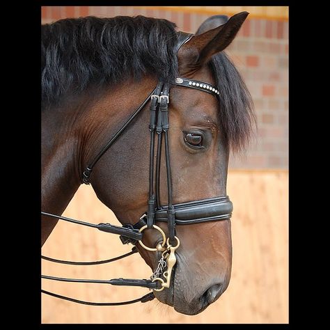 Horse Tack English, Dressage Tack, Horse English, Horses Tack, Dressage Bridle, English Horse Tack, Drawing Refrences, English Horse, English Bridle