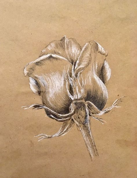 Art On Brown Paper Drawings, Drawing On Grey Toned Paper, Gray Paper Drawing, Toned Paper Drawing, Kraft Paper Art, Realistic Flower Drawing, Conte Drawing, Dandelion Drawing, Chalk Pastel Art