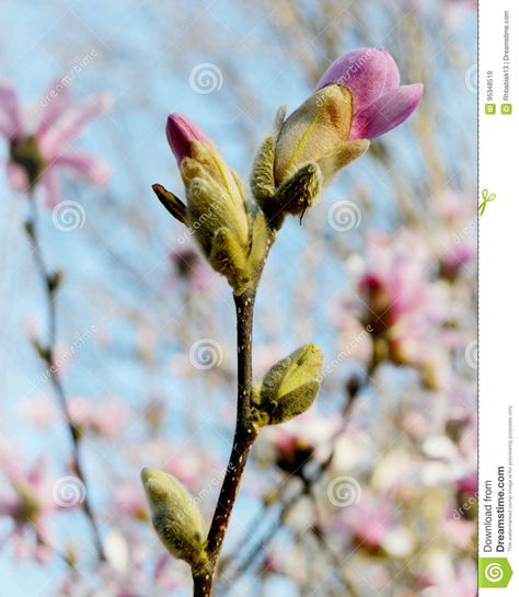 Tree Buds Spring, Pink Magnolia Tree, Magnolia Painting, Background Leaves, Tree Buds, Magnolia Paint, Girl Reading Book, Pink Magnolia, Magnolia Tree