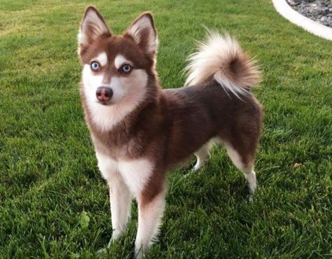 11 Dogs That Look Like a Fox | PetHelpful Klee Kai Dog, Wolf Companion, Mini Husky, Caine Husky, Alaskan Malamute Puppies, Family Dogs Breeds, Wolf Dogs, Alaskan Klee Kai, Malamute Dog