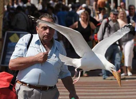 The perfectly timed a-hole seagull picture: | The 45 Best Perfectly Timed Photos Of 2013 Justin Bieber Jokes, American Funny Videos, Funny Vine, Glenn Miller, Funny Dog Photos, Perfectly Timed Photos, Epic Photos, Leyte, Perfect Timing