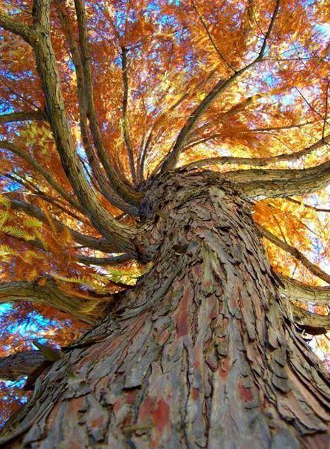 Writing Challenge - Septolet Form Bald Cypress, Orange Leaves, Old Oak Tree, Have Inspiration, Unique Trees, Tree Hugger, Nature Tree, Tree Forest, Oak Tree