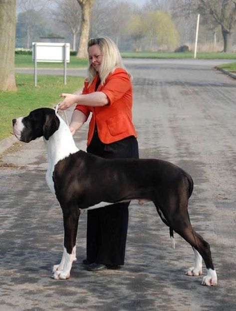 Mantle Great Dane, Boxer Dogs Facts, Dog German, Great Danes, Great Dane Puppy, Pampered Pets, Therapy Animals, Real Dog, Great Dane Dogs