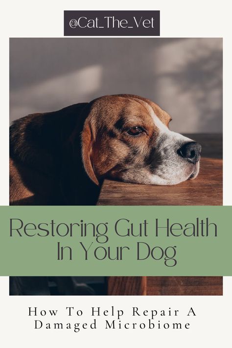 Gut Health For Dogs, Dog Gut Health Recipes, Dog Gut Health, Canine Nutrition, Health Checklist, Diet Changes, Food Advice, Healthy Microbiome, Dog Health Tips