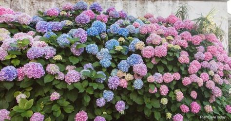 Learn Tips How To Lower pH In Soil With Vinegar Town Garden, Gardenia Plant, Bigleaf Hydrangea, Acid Loving Plants, Hydrangea Garden, Hydrangea Macrophylla, Planting Shrubs, Blue Lilac, Soil Ph