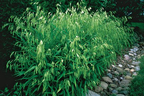 Native Grasses - This is the best choice for shade Name: River oats (Chasmanthium latifolium) River Oats Plant, River Oats, Side Beds, Chasmanthium Latifolium, Northern Sea Oats, Ornamental Grasses For Shade, Tall Ornamental Grasses, Native Grasses, Sea Oats