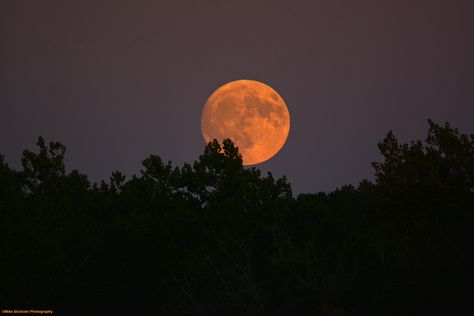 99% Full Harvest Moon