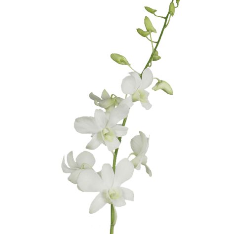 Big White Dendrobium Orchids Discount Prices Online White Dendrobium Orchids, Designing A Garden, Garden From Scratch, Dendrobium Orchid, Floral Design Classes, Fake Flower Arrangements, Flower Identification, Bulk Wedding Flowers, Dendrobium Orchids