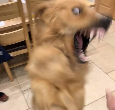 Dog Bark Meme, Feral Dog Reaction Pic, Dog Barking Reaction Pic, Dog Memes Pictures Mood, Dog Reaction Pictures, Barking Meme, Nathan Core, Animals Memes, Reaction Photos