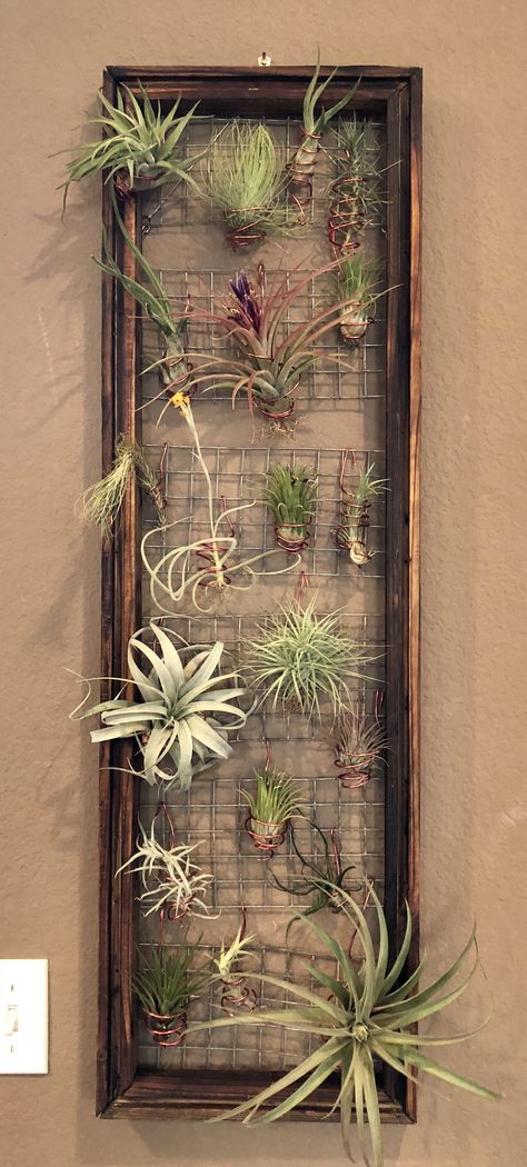 Air Plant Arrangements, Air Plant Decor Ideas, Air Plant Display Diy, Air Plant Display Ideas Diy, Airplants Ideas, Diy Airplant Display, Air Plant Wall Art, Airplant Displays, Airplants Display Ideas