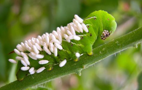 Defend your garden against harmful creepy crawlies by attracting these helpful critters to your plot. Tomatoes Plants Problems, Tomato Hornworm, Organic Pest Control, Garden Bugs, Plant Pests, Plant Problems, Beneficial Insects, Growing Tomatoes, Garden Pests