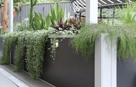 Backyard Planters Along Wall, Retaining Wall Garden Plants, Cascading Garden, Hiding A Retaining Wall, Plants In Front Of Retaining Wall, Plants In Retaining Wall, Plants Behind Retaining Wall, Plants For Retaining Walls, Retaining Wall With Plants