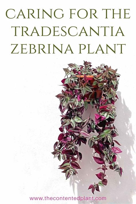 Vining House Plants, Inch Plant Care, Zebrina Tradescantia, How To Propagate Tradescantia, Wandering Jew Plant Care, Zebrina Plant, Tradescantia Plant, Tradescantia Zebrina Propagation, Hanging Plant Indoor