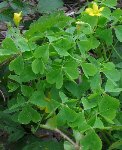 Oxalis Acetosella, Salad Seasoning, Medicinal Weeds, Wild Foraging, Wild Onions, Oxalic Acid, Wood Sorrel, Edible Wild Plants, Healing Plants