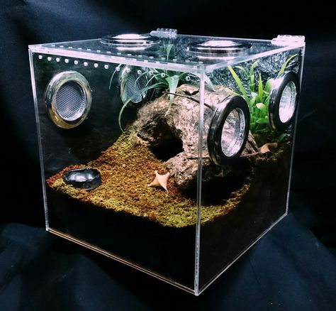 Terrarium Emperor Scorpion Terrarium, Newt Paludarium, Terrestrial Tarantula Enclosure, Spider Terrarium Ideas, Isopods Terrarium, Bug Terrarium, Tarantula Terrarium, Isopod Terrarium, Spider Habitat