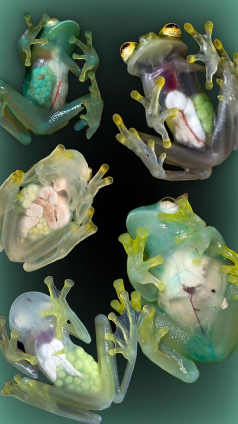 Glass Frogs, Pretty Animals, Ap Art, Jolie Photo, Funky Art, Art Reference Photos, Frogs, Beautiful Creatures, Creative Play