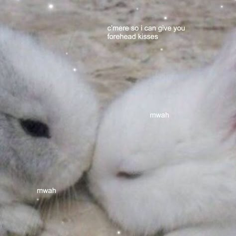 ♡. Forehead Kiss Reaction Pic, Bunny Reactions Pic, Kissing Reaction Pic, Kiss Reaction Pic, Bunny Space, Bunny Meme, Bunny Images, Cute Text Quotes, Cute Bunny Pictures