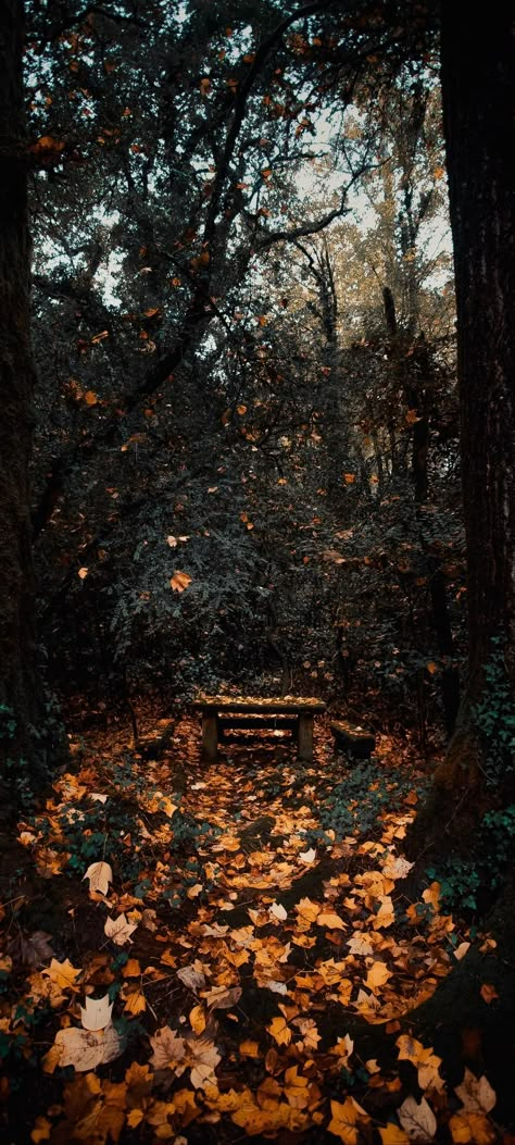 Autumn Phone Wallpaper Aesthetic, Gothic Fall Wallpaper, Fall Iphone Wallpaper Aesthetic Dark, Fall Hd Wallpaper, Gloomy Fall Wallpaper, Witchy Autumn Aesthetic Wallpaper, Hd Fall Wallpaper, Autumn Witch Aesthetic Wallpaper, Gloomy Autumn Wallpaper