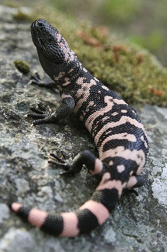 Gilla Monster, Reptile Facts, Lizard Species, Gila Monster, Cute Reptiles, Reptile Snakes, Chameleons, Crocodiles, Reptiles And Amphibians