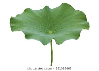 Lotus Leaf Images, Stock Photos & Vectors | Shutterstock Chinese Folk Art, Lotus Tea, Lily Lotus, Garden Of Earthly Delights, Leaf Images, Lotus Leaves, Lotus Leaf, Water Lily, Rangoli Designs