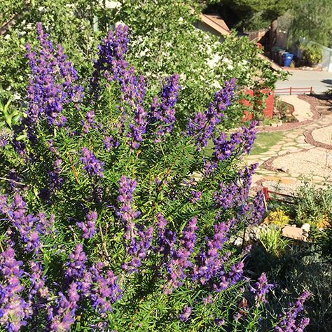 5 Must-Have Native Plants for the Southern California Garden - FineGardening Southern California Garden, California English, Mariposa Lily, California Native Garden, Coastal Landscaping, California Plants, Milkweed Plant, Porch Plants, Garden Inspo