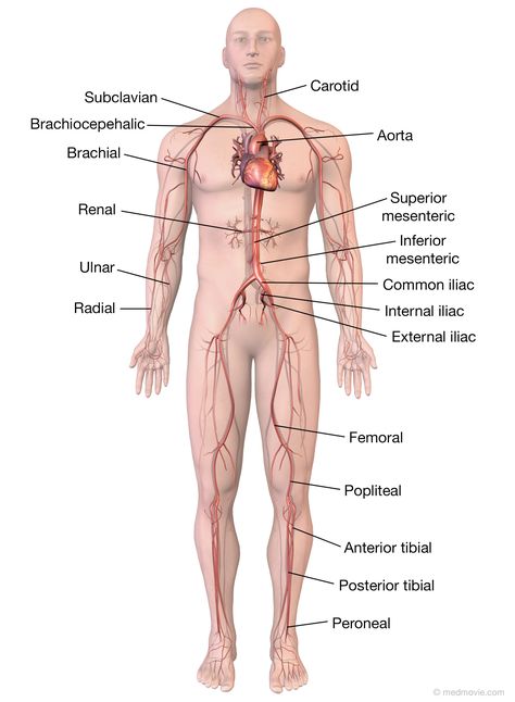 Major Arteries of the Body – Medmovie.com Arteries And Veins Anatomy, Diagram Of The Heart, Head Diagram, Blood Vessels Anatomy, Major Arteries, Arteries Anatomy, Nurse Study Notes, Arteries And Veins, Nursing School Survival