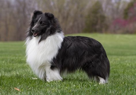 Blue Merle Sheltie, Teacup Pug, Sheltie Puppy, Sheltie Dogs, Black Puppy, Loyal Dogs, Rough Collie, Blue Merle, Shetland Sheepdog