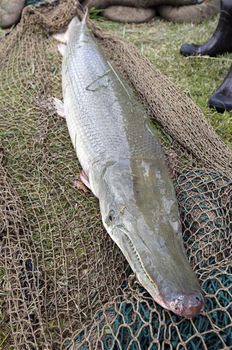 Once-Reviled Alligator Gar Fish Restocked to Go After Asian Carp | Newser Mobile Alligator Gar Fish, Gar Fish, Prehistoric Fish, Shark Pictures, Gulf Of Mexico, A Horse, Carp, Alligator, Refrigerator