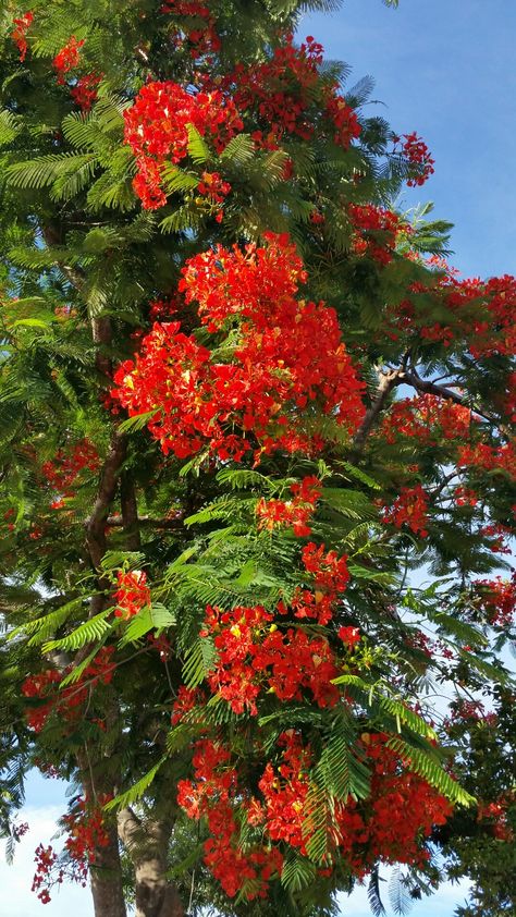 A Royal Poinciana Tree In Bloom Krishnachura Flower, Poinciana Tree, Tree Flowers, Flamboyan Tree Tattoo, Royal Poinciana Flower, Flower Tree, Royal Poinciana Tree, Flamboyan Tree, Gulmohar Tree