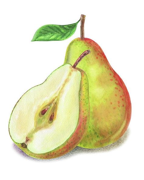 Pear Drawing, Food Reference, Botanical Sketchbook, Pear Art, Fruits Drawing, Colored Pencil Artwork, Watercolor Food, Watercolor Fruit, Watercolor Paintings Easy