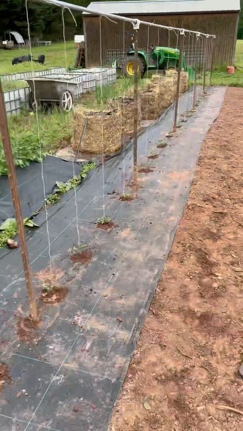 Trying this new method of a string trellis. We are excited to see this work. No more digging through cages looking for 🍅. #tomato #trellis #homestead #gardening #gardeningistherapy #simplelife #groweatrepeat | Dogwood Homestead | The Dillards · Banjo in the Hollow Tomato Trellis, Garden Plants, Tiny House, Flower Garden, Flowers, Plants