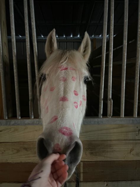 Horse Girl Aesthetic, Horsey Life, Horse Riding Aesthetic, Cute Horse Pictures, Equestrian Aesthetic, Funny Horses, Horse Aesthetic, Funny Horse, Pretty Animals