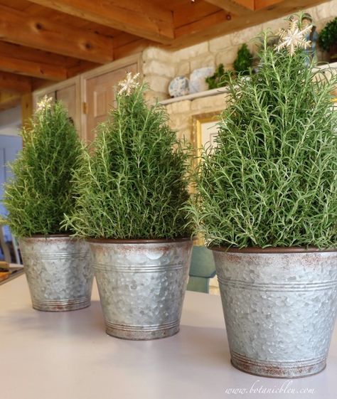 Plant On Kitchen Island, Rosemary Tree Christmas, Rosemary Christmas Decor, Christmas Island Decor, Kitchen Island Christmas Decor Ideas, Christmas Rosemary, Rosemary Christmas Tree, Rosemary Tree, Amaryllis Christmas